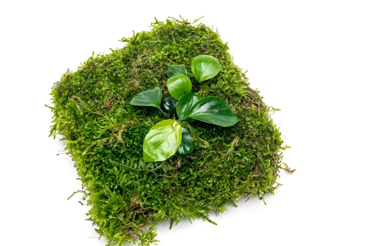 Anubias Nana & Christmas Moss - Foresta Mat - Image 2