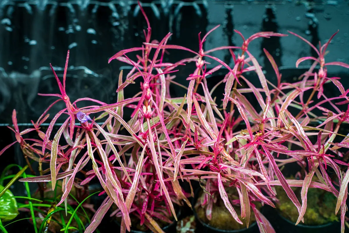 Hygrophila Lancea 'Araguaia' Sp Chai - Image 2