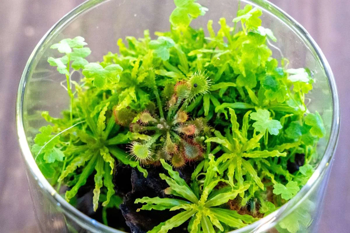Pogostemon Helferi 'Downoi' UNS Tissue Culture - Image 2