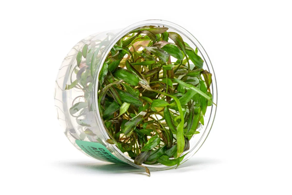 Cryptocoryne Affinis Red Tissue Culture - Image 2