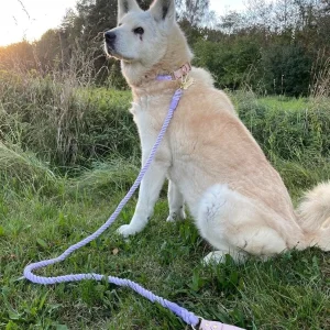 Luxe Royal Pink Leather Rope Dog Leash - Dinosaur