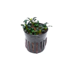 Bucephalandra Brownie Adinda