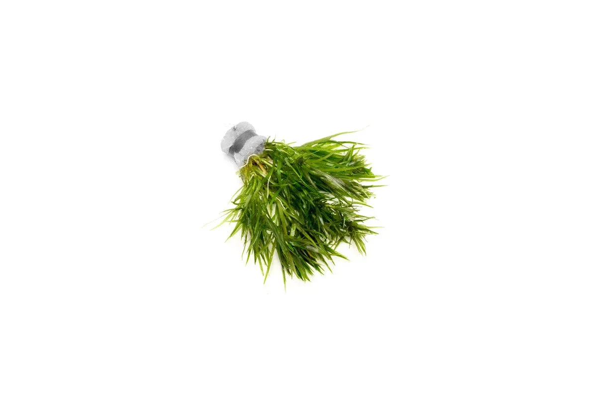 Blyxa Japonica - Image 2