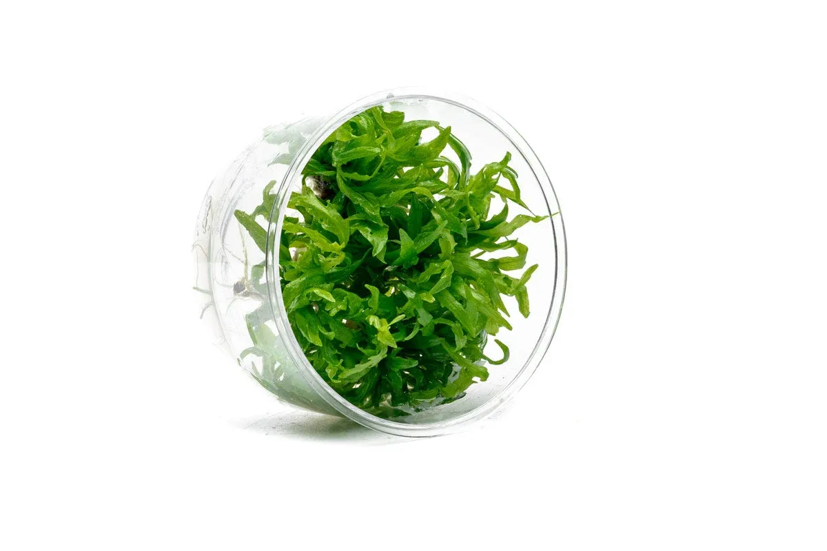 Hygrophila Odora Tissue Culture - Image 2
