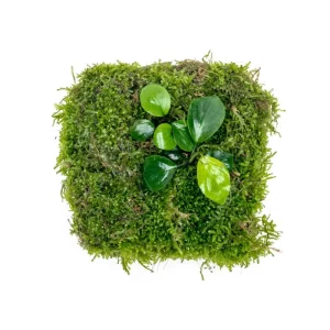 Anubias Nana & Christmas Moss - Foresta Mat