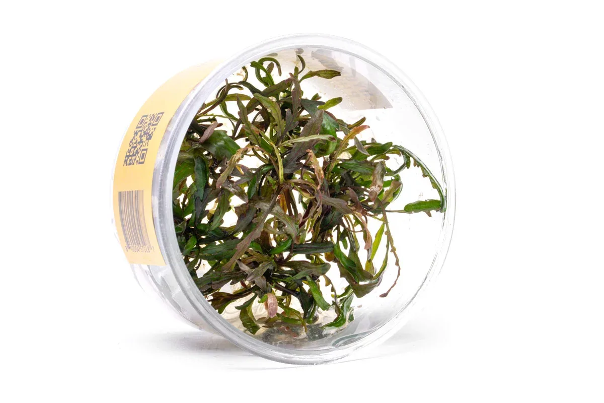 Hygrophila Pinnatifida Tissue Culture - Image 2