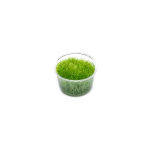 Utricularia Graminifolia Tissue Culture - Small Cup