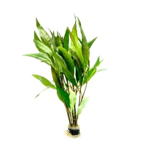 Hygrophila Angustifolia