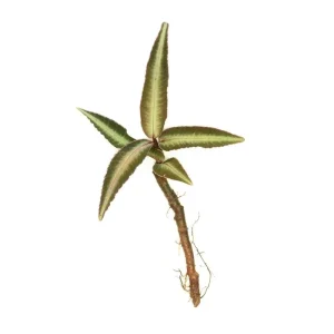 Ardisia Sp Pink Line Type 2