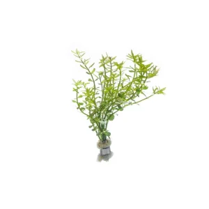 Rotala Mexicana