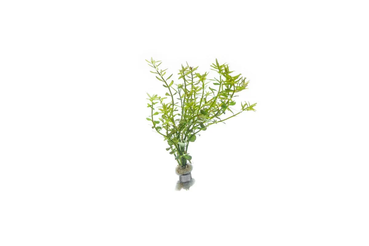Rotala Mexicana
