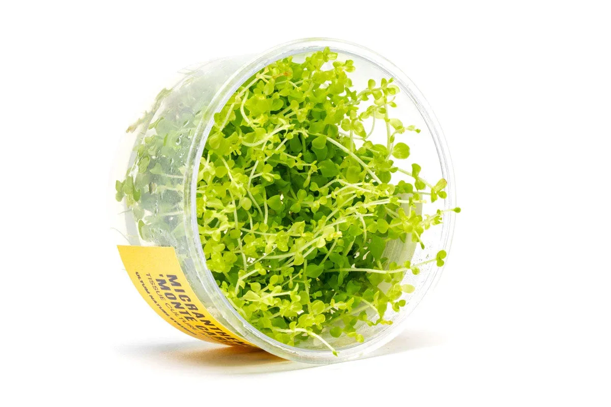 Micranthemum 'Monte Carlo' UNS Tissue Culture - Image 2