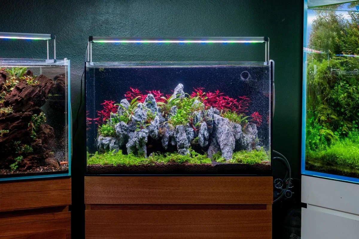 UNS 60A - 20 Gallon Dual AIO Rimless Aquarium - Image 2