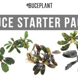 Team Buce Plant Starter Pack