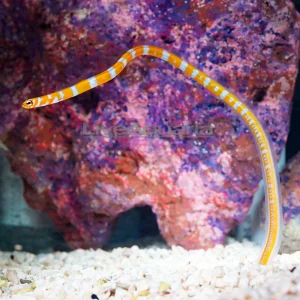 Orange Banded Garden Eel | EXPERT ONLY