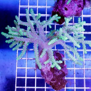 Green Spaghetti Finger Leather Coral 4.5" WYSIWYG