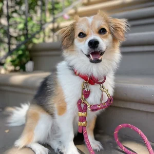 Ruby Leash Extender & Back Up Clip
