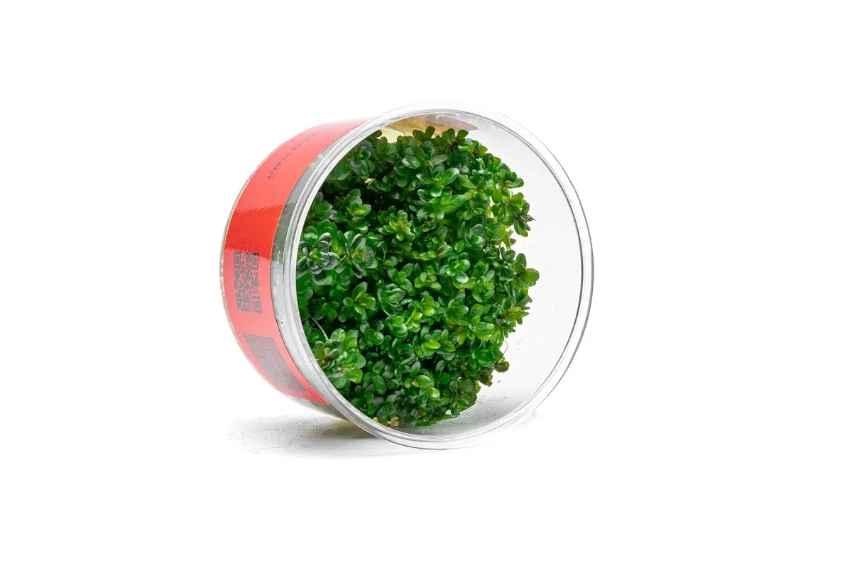 Rotala (Ammania) Bonsai UNS Tissue Culture - Image 2