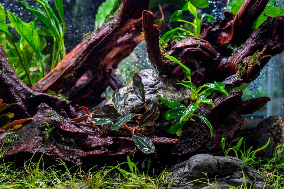 Bucephalandra Freya - Image 2