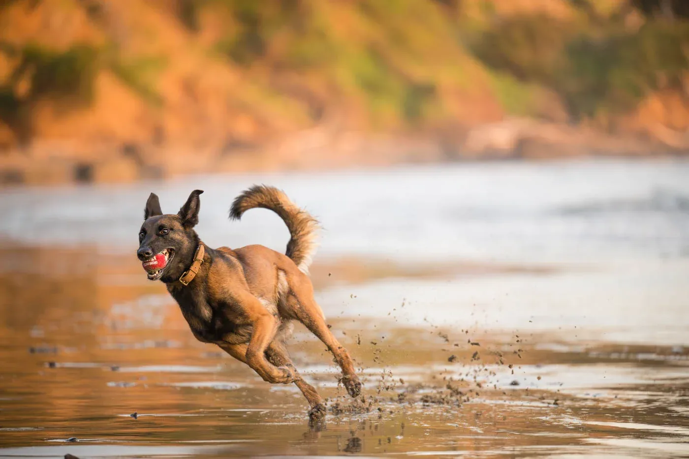 Dog Tennis Balls - Image 2