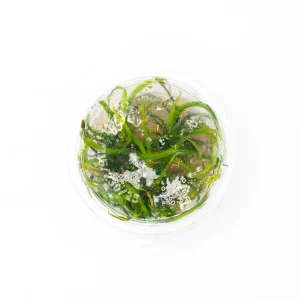 Helanthium Vesuvius Aquatic Farmer Tissue Culture