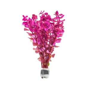 Rotala Macrandra Mini Pink