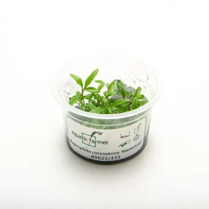 Hygrophila Siamensis Aquatic Farmer Tissue Culture