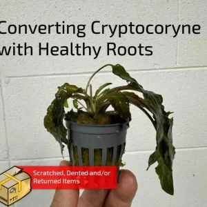 Mystery Converting Cryptocoryne Wendtii