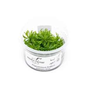 Pogostemon Helferi 'Downoi' Aquatic Farmer Tissue Culture