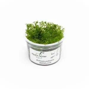 Hottonia Palustris Aquatic Farmer Tissue Culture