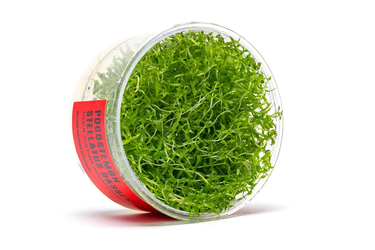 Pogostemon Stellatus Dassen Tissue Culture - Image 2