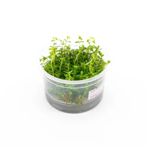 Rotala Mexicana Aquatic Farmer Tissue Culture