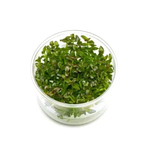 Bacopa Salzmannii 'Purple' UNS Tissue Culture