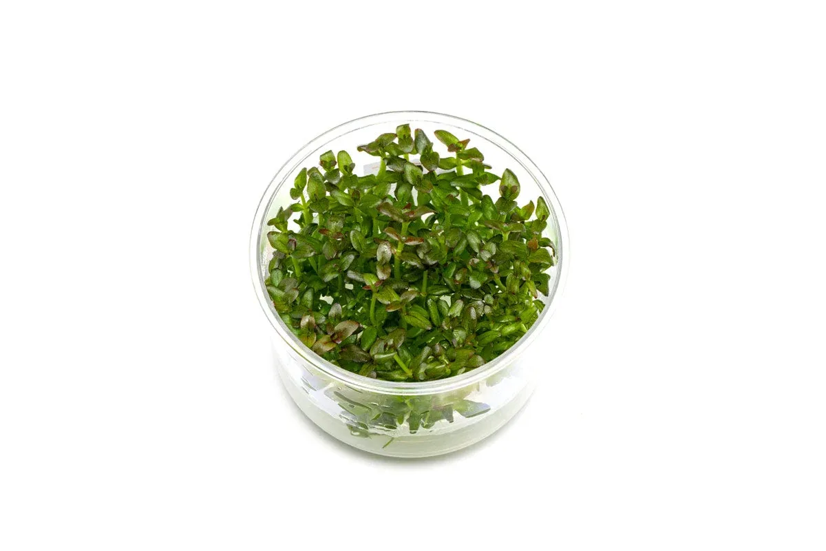 Bacopa Salzmannii 'Purple' UNS Tissue Culture