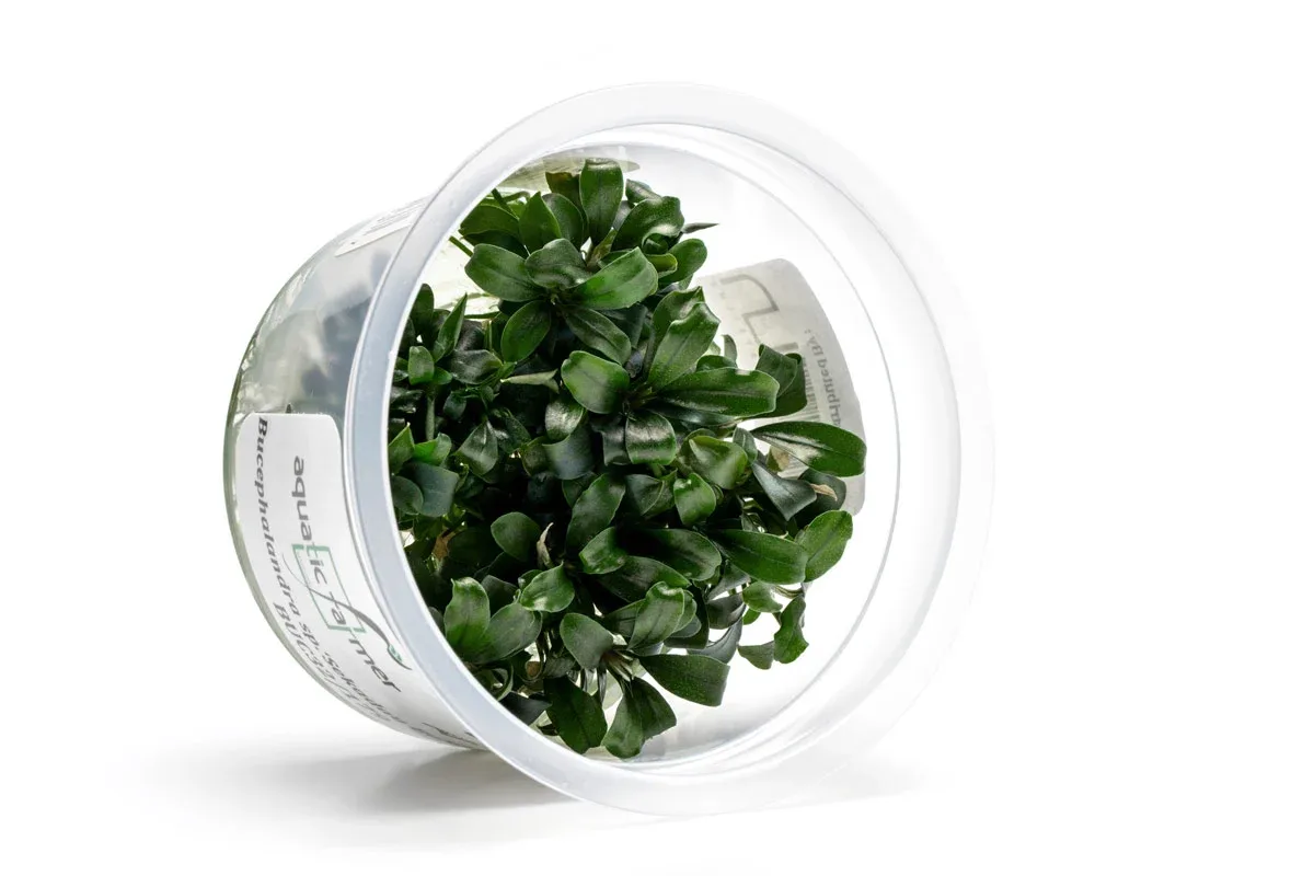 Bucephalandra Sekadau Bukit Betung Aquatic Farmer Tissue Culture - Image 2
