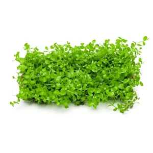 Micranthemum 'Monte Carlo' on Stainless Steel