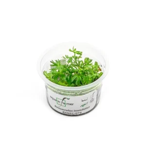 Ranunculus Inundatus Aquatic Farmer Tissue Culture