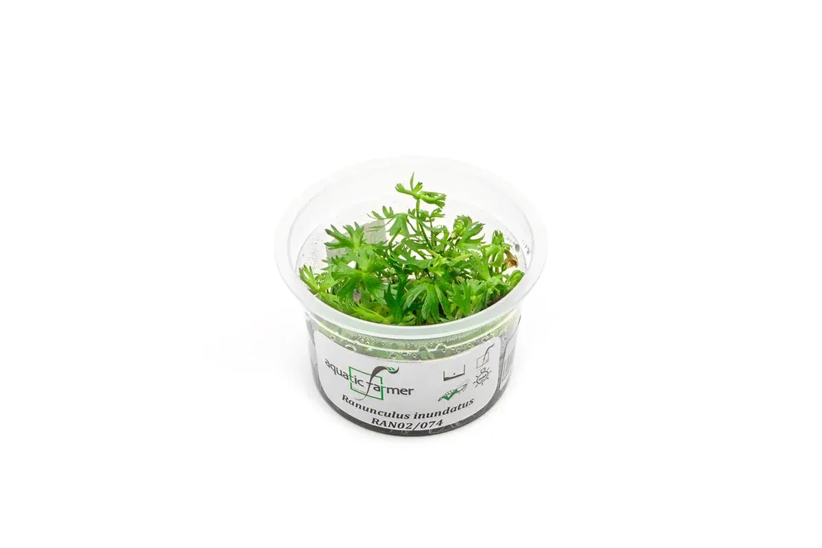 Ranunculus Inundatus Aquatic Farmer Tissue Culture