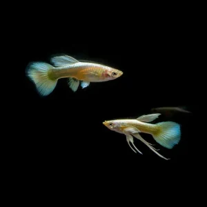 Full Gold Guppies - Breeding Pair