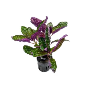 Hemigraphis Colorata / Purple Waffle