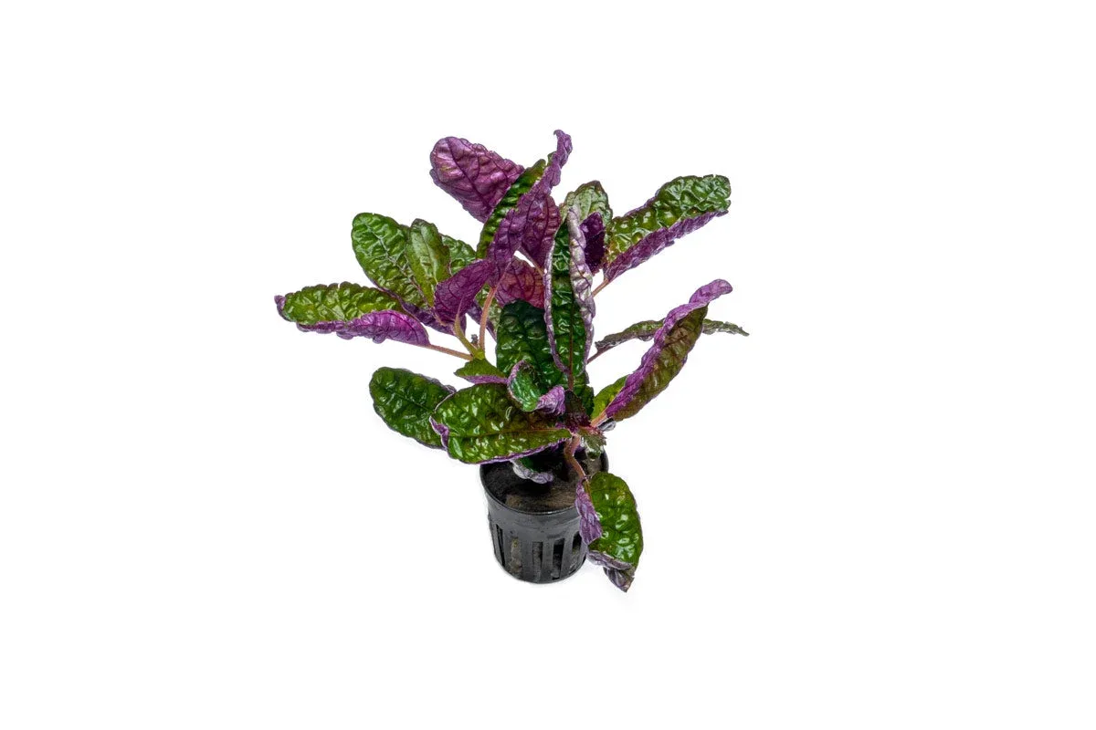 Hemigraphis Colorata / Purple Waffle