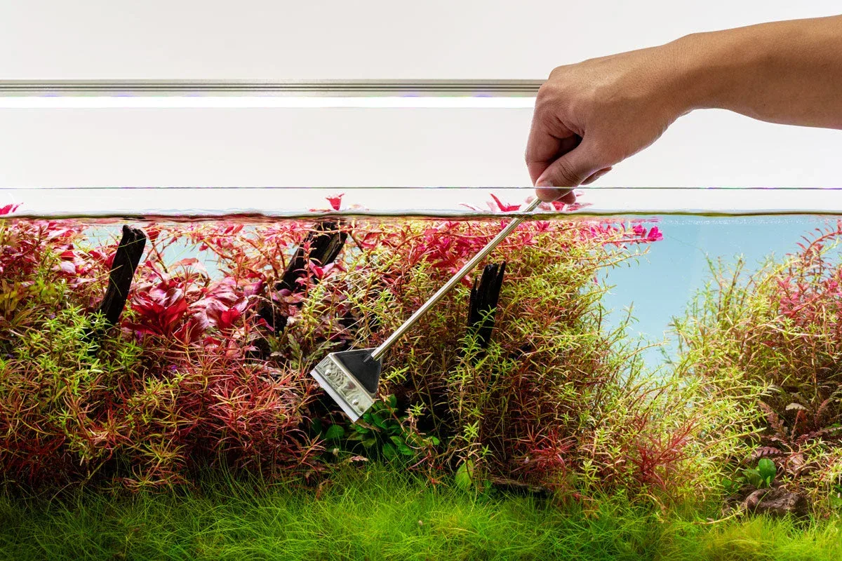 UNS Stainless Steel Algae Scraper - Image 2