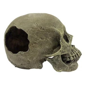 Komodo Half Human Skull Reptile Hideout Gray