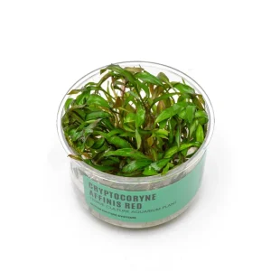 Cryptocoryne Affinis Red Tissue Culture