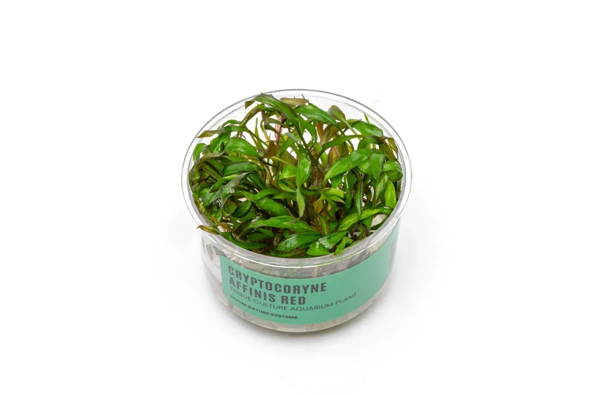 Cryptocoryne Affinis Red Tissue Culture