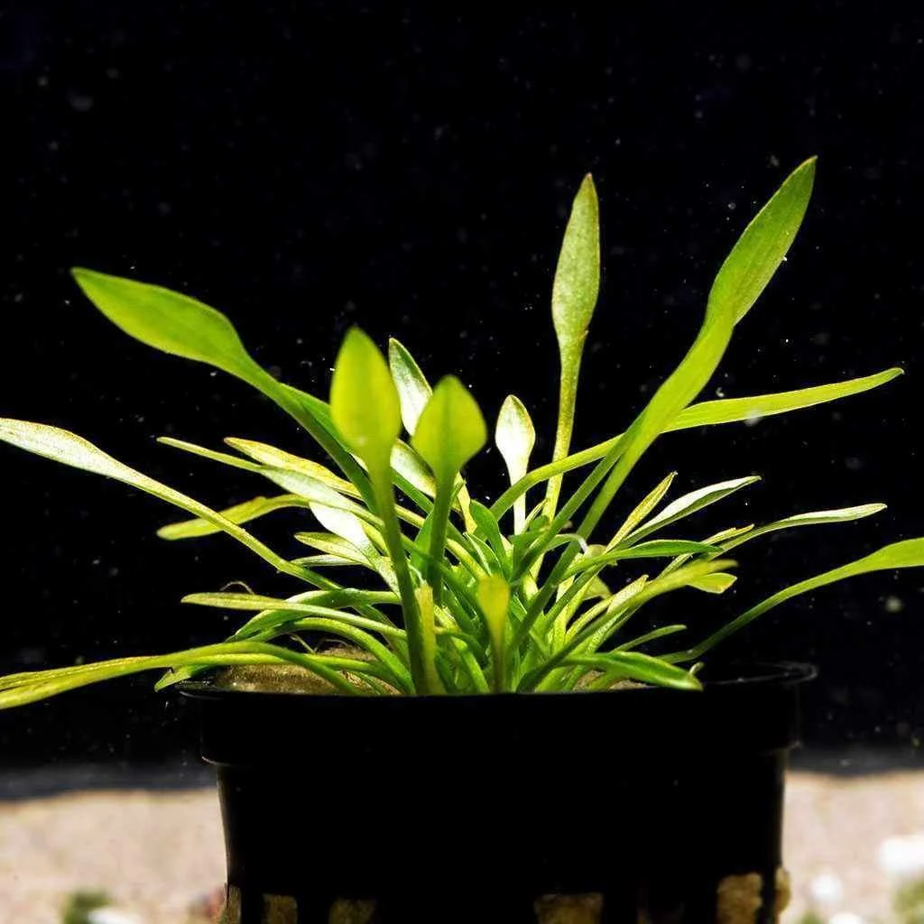 Cryptocoryne Parva - Image 2