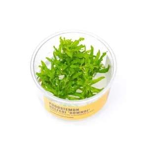 Pogostemon Helferi 'Downoi' UNS Tissue Culture