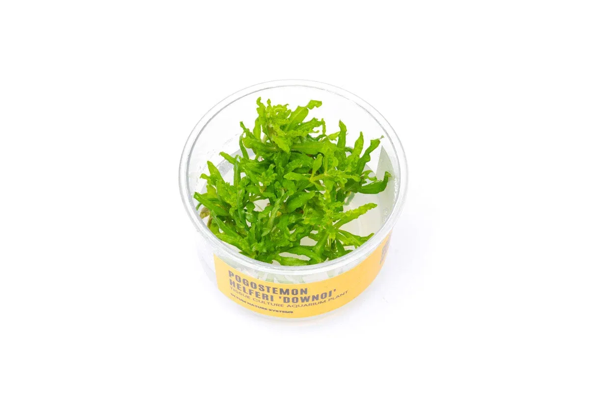 Pogostemon Helferi 'Downoi' UNS Tissue Culture