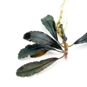 Bucephalandra Brownie Ghost