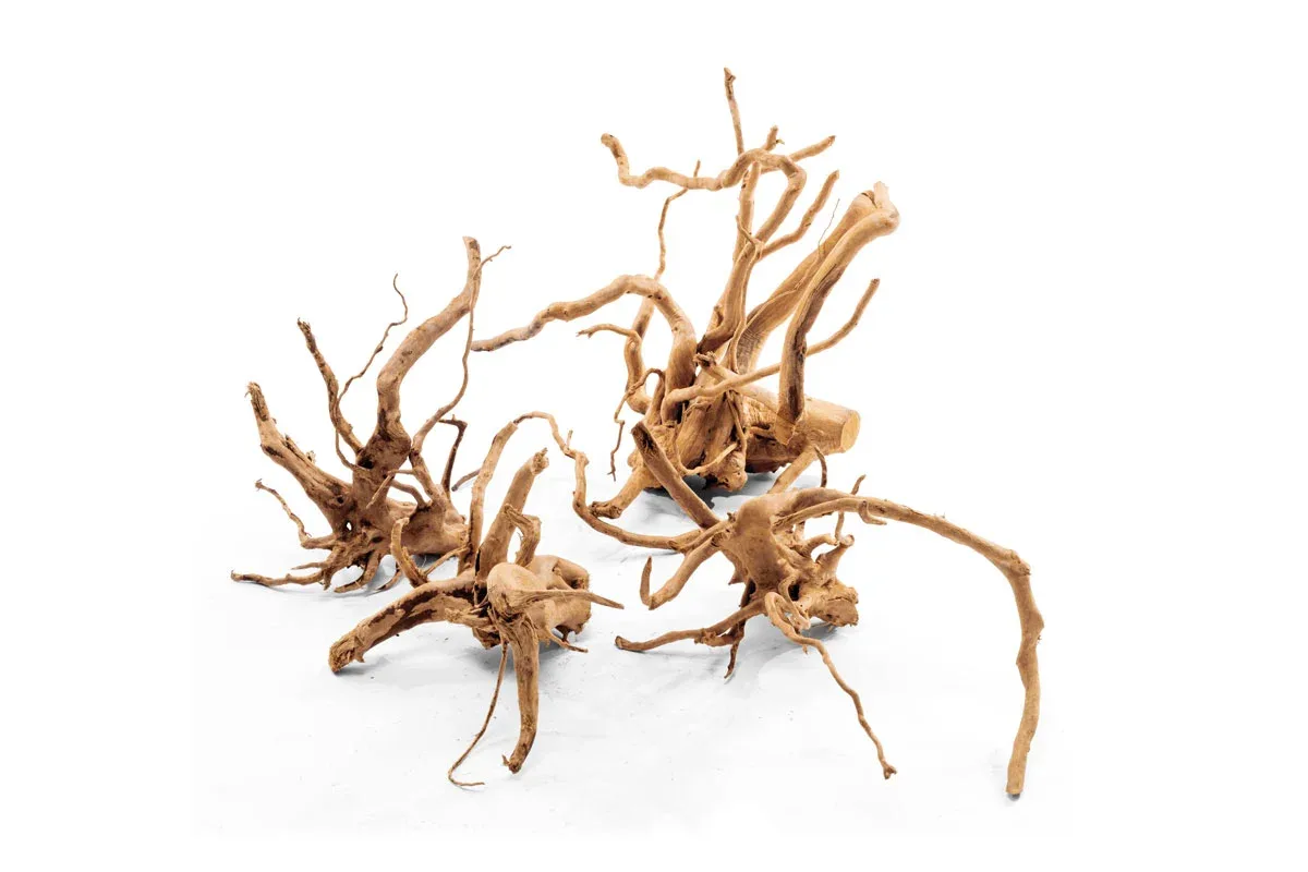 Spiderwood
